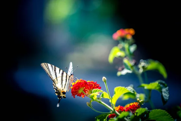 Mooie Rode Bloemen Frisse Lente Ochtend Natuur Fladderende Vlinder Wazig — Stockfoto