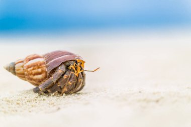 Beyaz kumlu sahilde salyangoz kabuğunda yengeç.