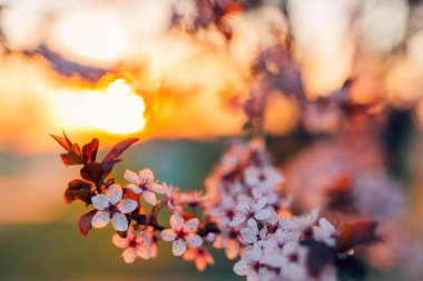 Şaşırtıcı bahar çiçekleri, bulanık bahar çiçekleri, pembe çiçekler ve gökyüzü arkaplanı. Sanatsal mevsimlik doğa manzarası, kiraz, çiçek açmış sakura ağacı. Pastel renkler doğal manzarayı rahatlatıyor. Soyut bahar sınır arkaplanı pembe çiçek