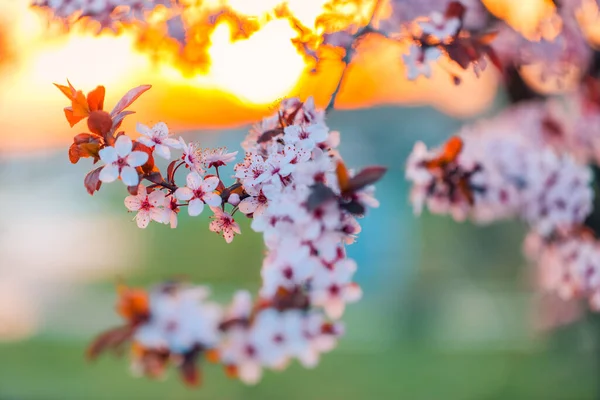 Erstaunliche Natur Frühlingsblumen Mit Verschwommenen Frühling Rosa Blumen Und Himmel — Stockfoto