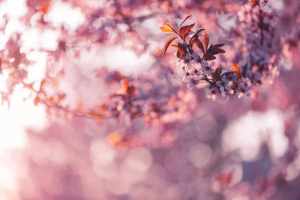 Verbazingwekkende Natuur Voorjaar Bloemen Met Wazig Voorjaar Roze Bloemen Lucht — Stockfoto