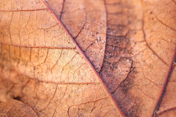 Soyut Turuncu Kahverengi Arka Plan Sonbahar Yapraklarının Dokusu Sonbahar Arkaplanı — Stok fotoğraf