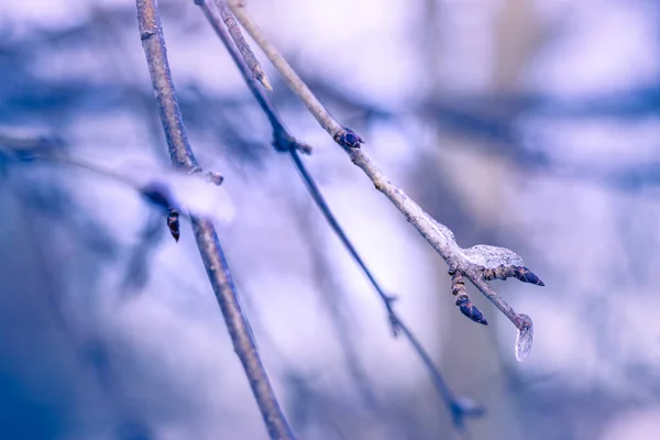 Vinterlandskap Vinternärbild Frysta Växter Med Solljus Många Torra Ängsblommor Vinterfältet — Stockfoto