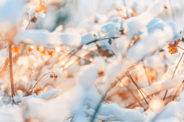 Winterlandschap Winter Close Scene Bevroren Planten Met Zonlicht Veel Droge — Stockfoto