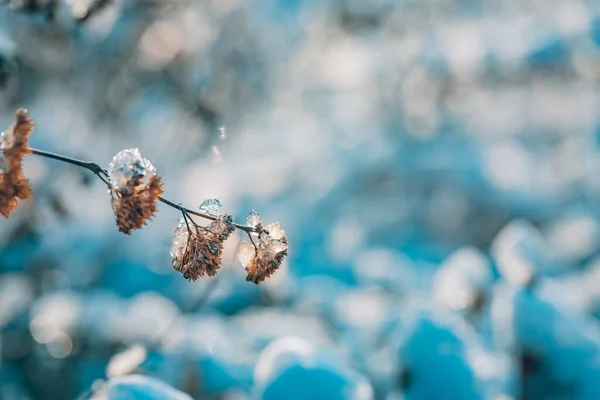 Vinterlandskap Vinternärbild Frysta Växter Med Solljus Många Torra Ängsblommor Vinterfältet — Stockfoto