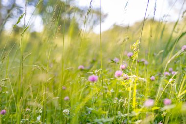 Çayırla çevrili güzel ekoloji doğa manzarası. Soyut çim arka planı. Bahar doğası sahnesi. Güzel bir manzara. Karahindiba, yeşil çim, ağaçlar ve çiçeklerle dolu bir park. Sakin bir arkaplan, güneş ışığı. Manzara güzelliği arka planı
