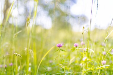 Çayırla çevrili güzel ekoloji doğa manzarası. Soyut çim arka planı. Bahar doğası sahnesi. Güzel bir manzara. Karahindiba, yeşil çim, ağaçlar ve çiçeklerle dolu bir park. Sakin bir arkaplan, güneş ışığı. Manzara güzelliği arka planı