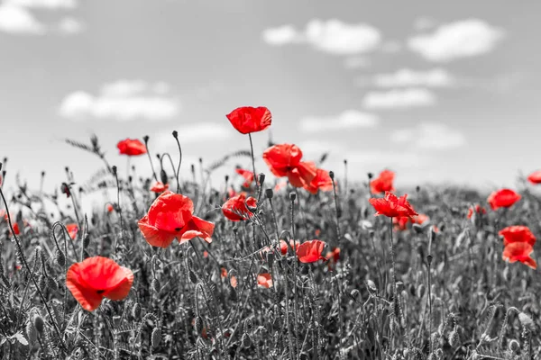 Vyjadřuje Krásné Máky Černobílém Pozadí Květiny Červený Mák Kvete Divokém — Stock fotografie