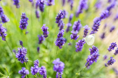 Lavanta çiçeği tarlası. Büyüyen ve çiçek açan lavanta manzarası. Provence, Fransa 'da lavanta çiçekleri kapanıyor. Makro görüntü, yüzeysel alan derinliği. Güzel çiçek arkaplanı, rahatlatıcı doğa çiçekleri.