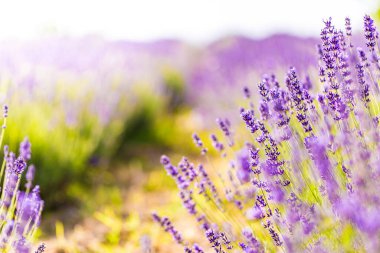 Lavanta çiçeği tarlası. Büyüyen ve çiçek açan lavanta manzarası. Provence, Fransa 'da lavanta çiçekleri kapanıyor. Makro görüntü, yüzeysel alan derinliği. Güzel çiçek arkaplanı, rahatlatıcı doğa çiçekleri.