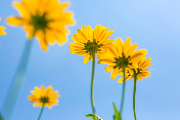 Κίτρινο Σύμπαν Ανθίζει Ενάντια Στον Φωτεινό Γαλάζιο Ουρανό Κίτρινα Λουλούδια — Φωτογραφία Αρχείου