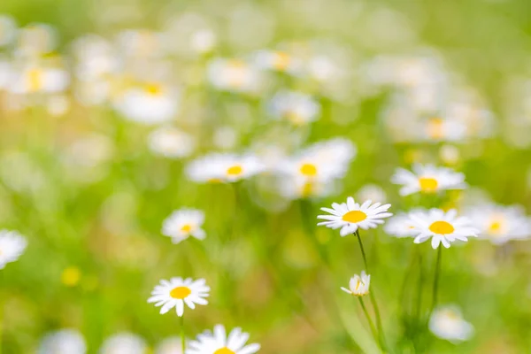 Kamomill Fält Blommor Landskap Vacker Naturscen Med Blommande Medicinska Kamomiller — Stockfoto