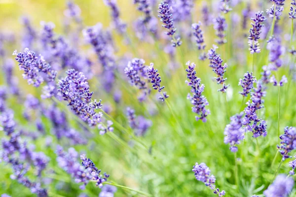 Lavender flowers field. Growing and blooming lavender landscape. Lavender flowers closeup in Provence, France. Macro image, shallow depth of field. Beautiful flower background, relaxing nature floral nature