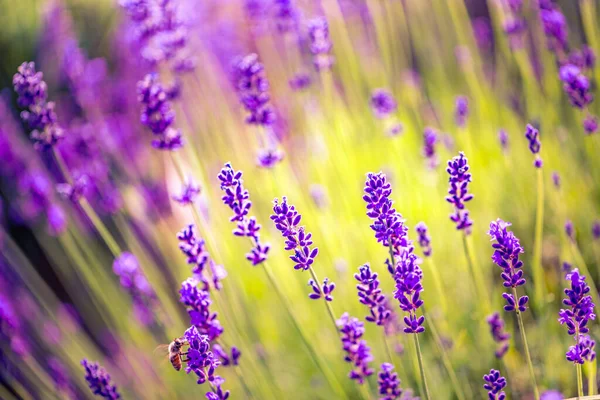 Campo Flores Lavanda Crescer Florescer Paisagem Lavanda Flores Lavanda Fecham — Fotografia de Stock