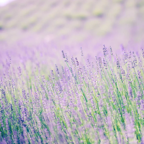 Lavender Flowers Field Growing Blooming Lavender Landscape Lavender Flowers Closeup — Stock Photo, Image