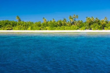 Tropik plaj, egzotik seyahat kıyıları, yaz tatilleri. Mercan resifli mavi deniz ve palmiye ağaçlarının altında beyaz kumlu sahil. Açık mavi gökyüzü, tropik plaj manzarası