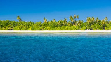 Tropik plaj, egzotik seyahat kıyıları, yaz tatilleri. Mercan resifli mavi deniz ve palmiye ağaçlarının altında beyaz kumlu sahil. Açık mavi gökyüzü, tropik plaj manzarası