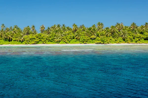 Tropik plaj, egzotik seyahat kıyıları, yaz tatilleri. Mercan resifli mavi deniz ve palmiye ağaçlarının altında beyaz kumlu sahil. Açık mavi gökyüzü, tropik plaj manzarası