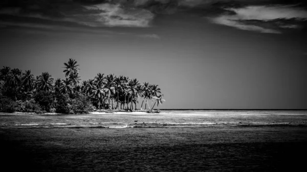 Vista Blanco Negro Hermosa Playa Con Palmeras Sobre Olas Surf —  Fotos de Stock
