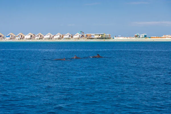 Delfines Salvajes Nadando Superficie Del Océano Con Isla Fondo Maldivas — Foto de Stock