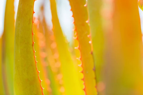 Kaktus Roślin Tekstury Zbliżenie Fotografii Flora Wybrzeża Morza Śródziemnego Abstrakcyjny — Zdjęcie stockowe