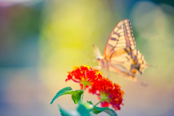 Lindas Flores Vermelhas Fresco Primavera Verão Manhã Natureza Incrível Borboleta — Fotografia de Stock