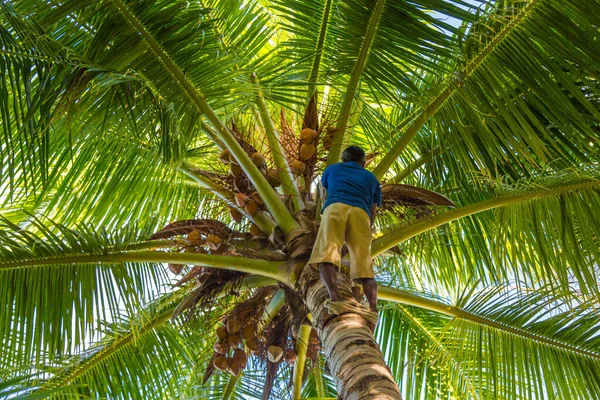 Man climbing cocos harvester harvests coconut palm tree trunk. Ceylon Coconut plantation Industry. Coconut trees in Maldives