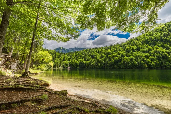Blühende Lichtung Nadelwald Schöner Frühlingssommertag See Ruhiger See Tiefen Wald — Stockfoto