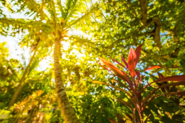 Feuille Palmier Tropical Rayons Soleil Cocotiers Perspective Vue Fleur Colorée — Photo