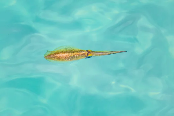 Storfenad Bläckfisk Flyter Blått Vatten Diagonalt Läge Den Har Ljusa — Stockfoto