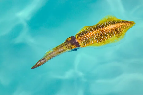 Calamari Della Barriera Corallina Galleggiano Acqua Blu Posizione Diagonale Colori — Foto Stock