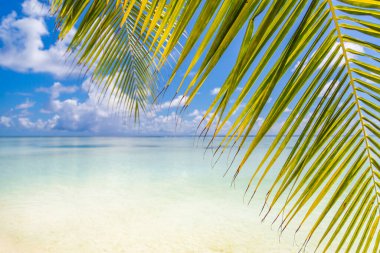 Palmiye yaprakları ve tropikal plaj. Beyaz kum ve kakao palmiyeli sahil turizm geniş panorama arka plan konsepti