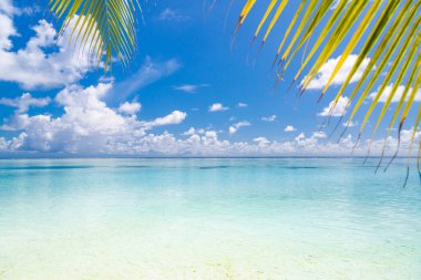 Palmiye yaprakları ve tropikal plaj. Beyaz kum ve kakao palmiyeli sahil turizm geniş panorama arka plan konsepti