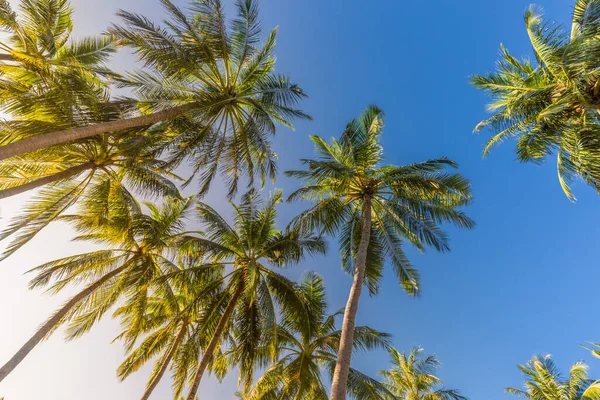 Kokosové Palmy Modrou Oblohou Krásné Tropické Pozadí Velké Zelené Větve — Stock fotografie