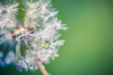 Beautiful dew drops on a dandelion seed macro. Amazing nature closeup, rain drops on fragile floral backdrop. relax nature White fluffy dandelions, natural green blurred spring background, selective focus dew drops, dream nature, inspirational view clipart