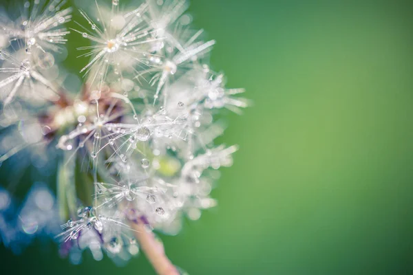 Vackra Daggdroppar Ett Maskrosfrö Makro Fantastisk Natur Närbild Regn Droppar — Stockfoto