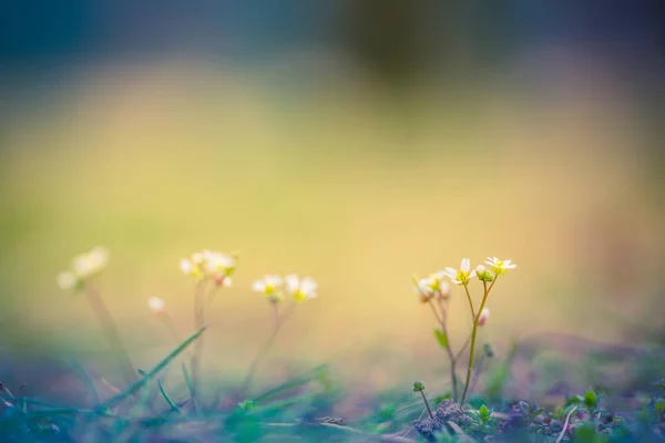Luz Del Sol Bosque Verde Primavera Flores Frescas Con Tierra —  Fotos de Stock