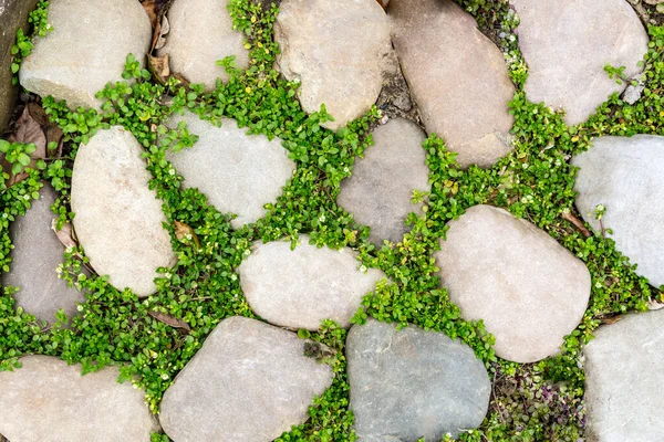 Steinweg Auf Grünem Gras — Stockfoto