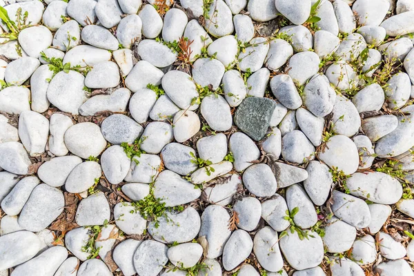 Natural material garden flower part. Background and texture of white pebbles and green plants at the bottom, grass, bushes. Use in design as a template for natural environment garden or park
