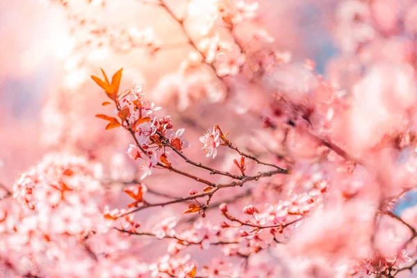 Albero Dei Fiori Sullo Sfondo Della Natura Fiori Primaverili Sfondo — Foto Stock