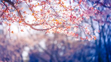 Bahar çiçeği arka planı. Çiçek açan ağaç ve güneş ışığıyla güzel bir doğa sahnesi. Güneşli bahar çiçekleri. Sanatsal bulanık doğa arka planı. Bahar zamanı, gün batımı manzarası, harika ruh halleri, titreşimler. Sakin bahar doğası