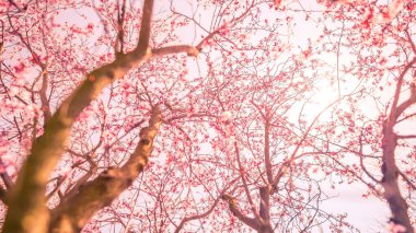 Bahar çiçeği arka planı. Çiçek açan ağaç ve güneş ışığıyla güzel bir doğa sahnesi. Güneşli bahar çiçekleri. Sanatsal bulanık doğa arka planı. Bahar zamanı, gün batımı manzarası, harika ruh halleri, titreşimler. Sakin bahar doğası