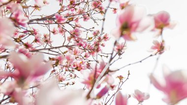 Güzel bahar doğa sahnesi. Bulanık arka plan ve sıcak güneş ışığıyla manolya ağacının çiçek açması. Manolya pembe çiçeği, beyaz üzerine bahar dalı