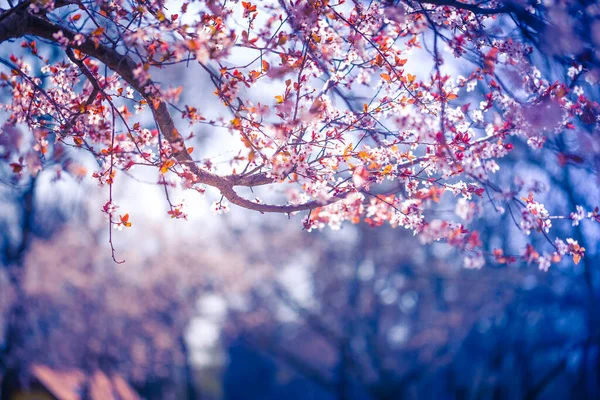 Voorjaarsbloesem Achtergrond Prachtige Natuur Met Bloeiende Boom Zonnevlam Zonnige Dag — Stockfoto