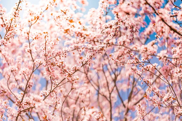Sfondo Fiore Primavera Bella Scena Naturale Con Albero Fiore Bagliore — Foto Stock