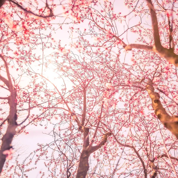 Fundo Flor Primavera Bela Cena Natureza Com Flare Árvore Sol — Fotografia de Stock