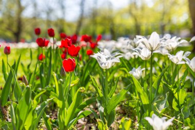 Kapanış baharı doğa manzarası. Yazın güneş ışığı altında açan renkli kırmızı laleler bulanık arka planda. Güzel çiçek bahçesi manzarası, güneşli bir gün. Bahçenin ya da parkın canlı renkleri. Doğa ortamı