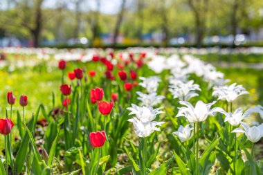 Kapanış baharı doğa manzarası. Yazın güneş ışığı altında açan renkli kırmızı laleler bulanık arka planda. Güzel çiçek bahçesi manzarası, güneşli bir gün. Bahçenin ya da parkın canlı renkleri. Doğa ortamı
