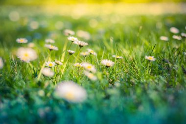 Papatya tarlası ve yeşil otlarla dolu yaz manzarası. Güzel kır çiçekleri papatya çayı, sarı ışık sabah sisi doğada yakın çekim makrosu. Manzara geniş biçimli pastel renkler, ilkbahar ve yaz güneşinin altında çayır