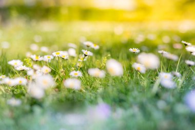Papatya tarlası ve yeşil otlarla dolu yaz manzarası. Güzel kır çiçekleri papatya çayı, sarı ışık sabah sisi doğada yakın çekim makrosu. Manzara geniş biçimli pastel renkler, ilkbahar ve yaz güneşinin altında çayır